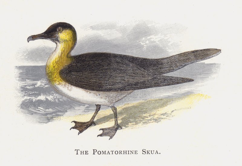 O Pomatorhine Skua de Alexander Francis Lydon
