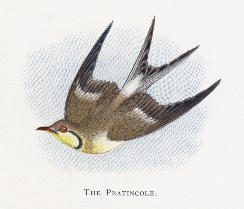 O Pratincole de Alexander Francis Lydon