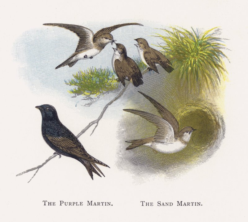 O Martin Roxo, O Martin De Areia de Alexander Francis Lydon