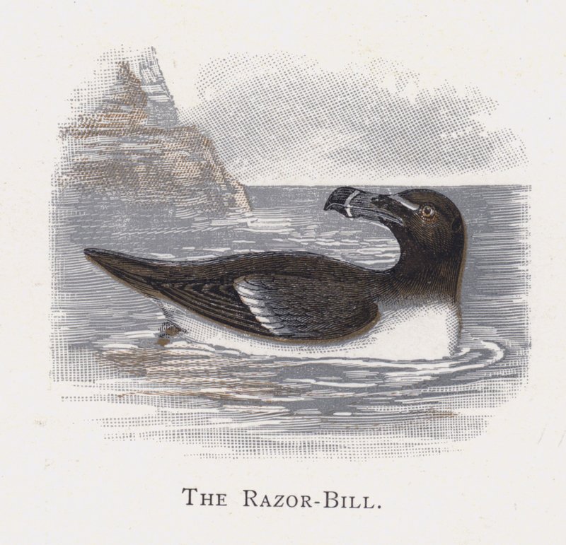 O Razor-Bill de Alexander Francis Lydon