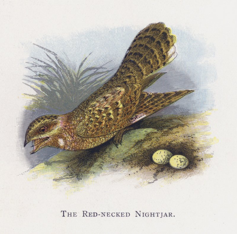 O Nightjar de Pescoço Vermelho de Alexander Francis Lydon