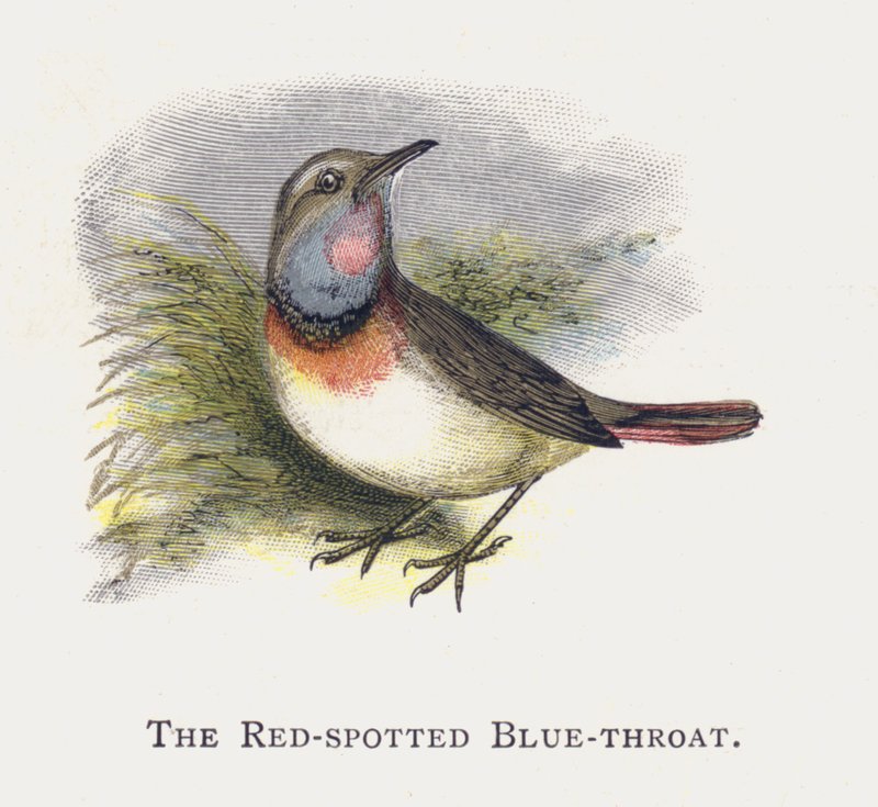 A garganta azul manchada de vermelho de Alexander Francis Lydon