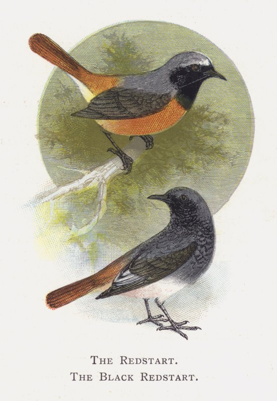 O Redstart, o Black Redstart de Alexander Francis Lydon