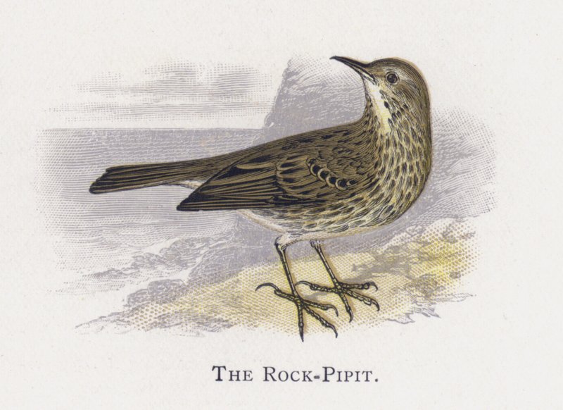 O Rock-Pipit de Alexander Francis Lydon
