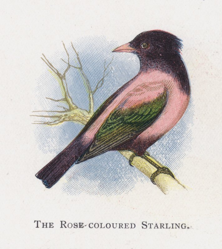 O Estorninho Cor-de-Rosa de Alexander Francis Lydon
