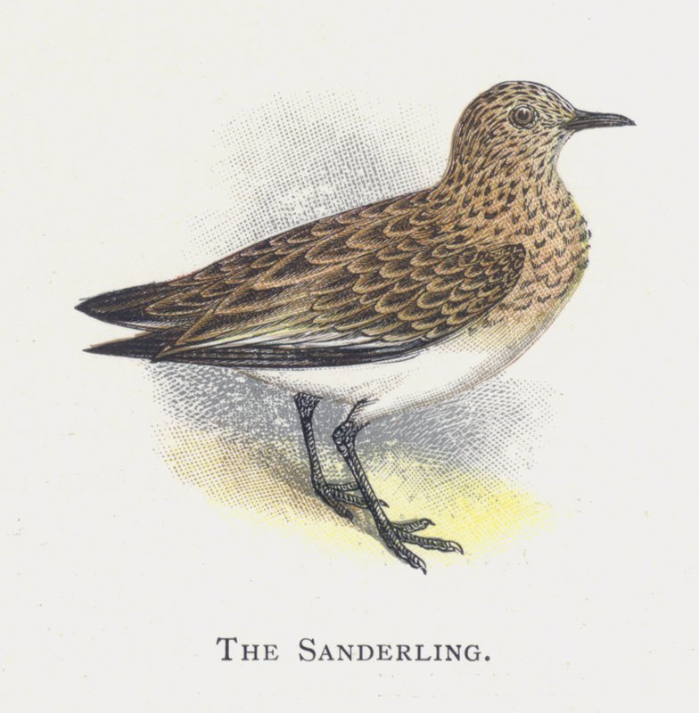 O Sanderling de Alexander Francis Lydon