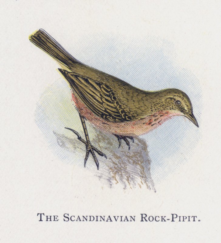 O Rock-Pipit Escandinavo de Alexander Francis Lydon