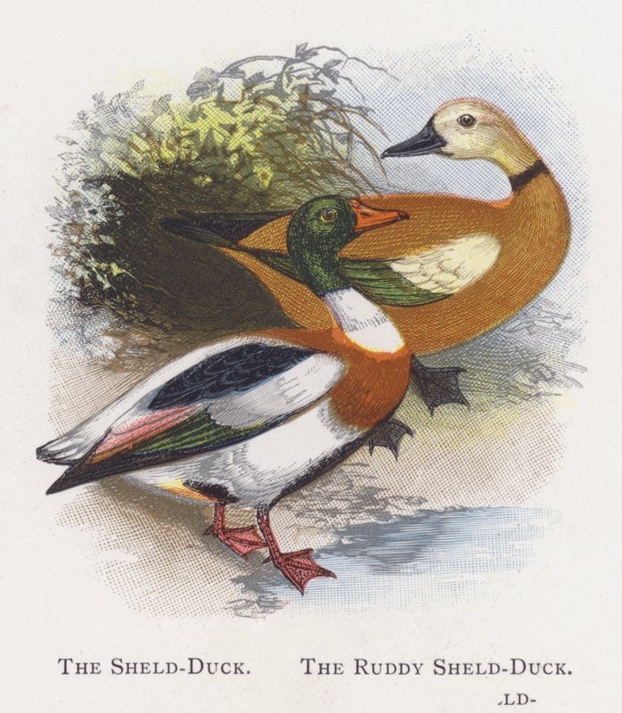 O Sheld-Duck, o Ruddy Sheld-Duck de Alexander Francis Lydon