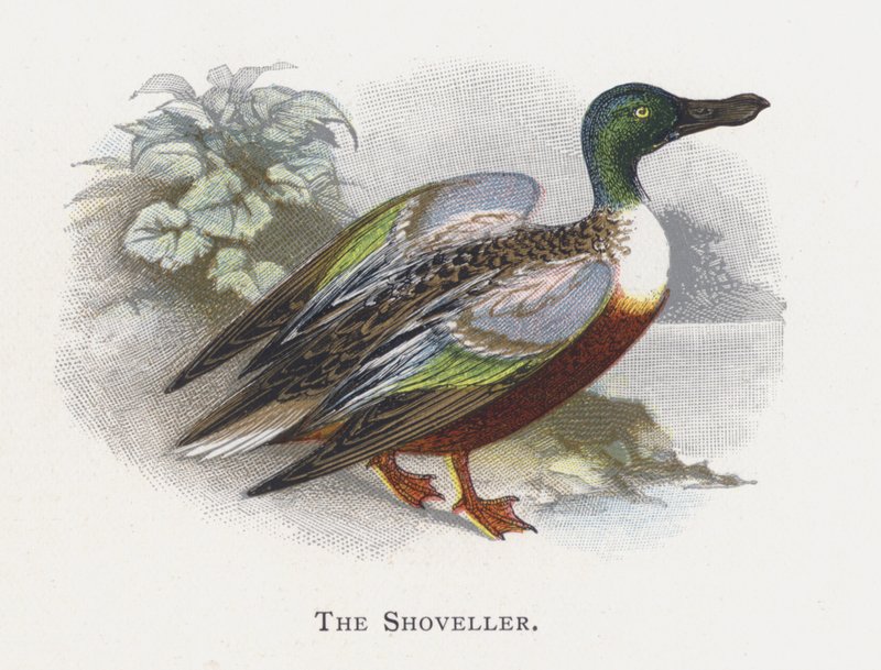 O Shoveller de Alexander Francis Lydon