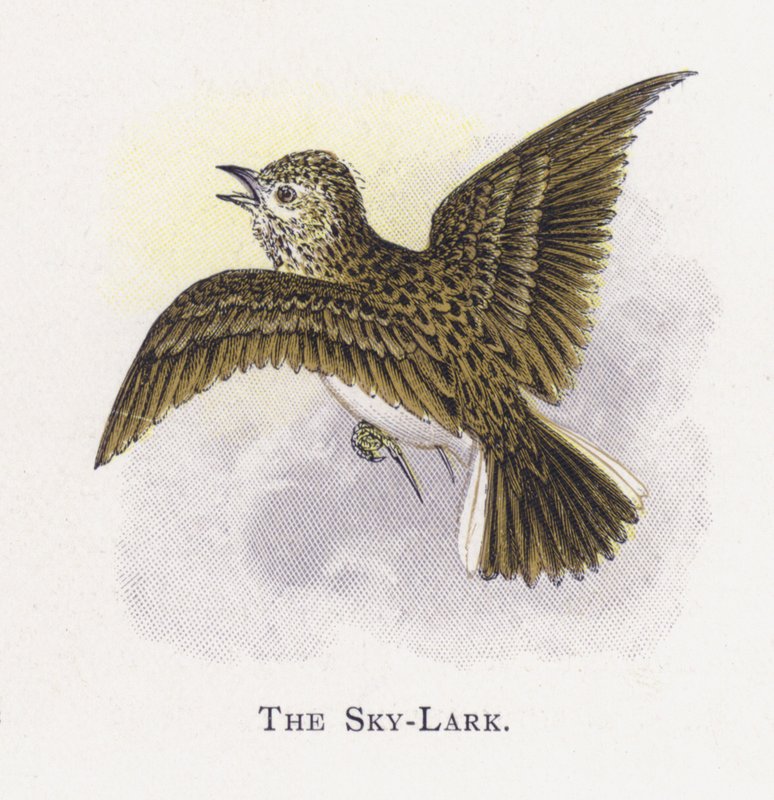 A Sky-Lark de Alexander Francis Lydon
