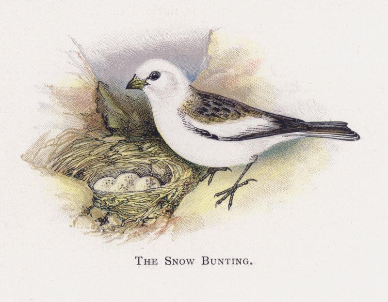 A neve bunting de Alexander Francis Lydon