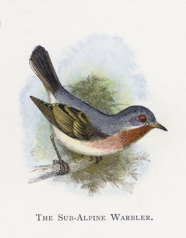 O Warbler Sub-Alpine de Alexander Francis Lydon