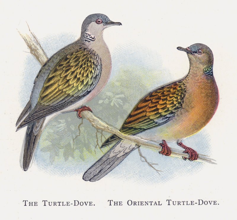 A Pomba Da Tartaruga, A Pomba Da Tartaruga Oriental de Alexander Francis Lydon