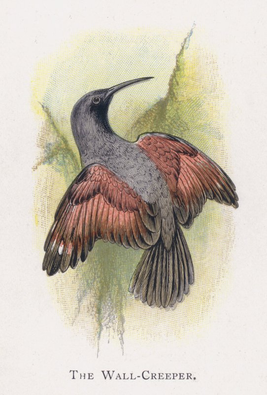 The Wall-Creeper de Alexander Francis Lydon