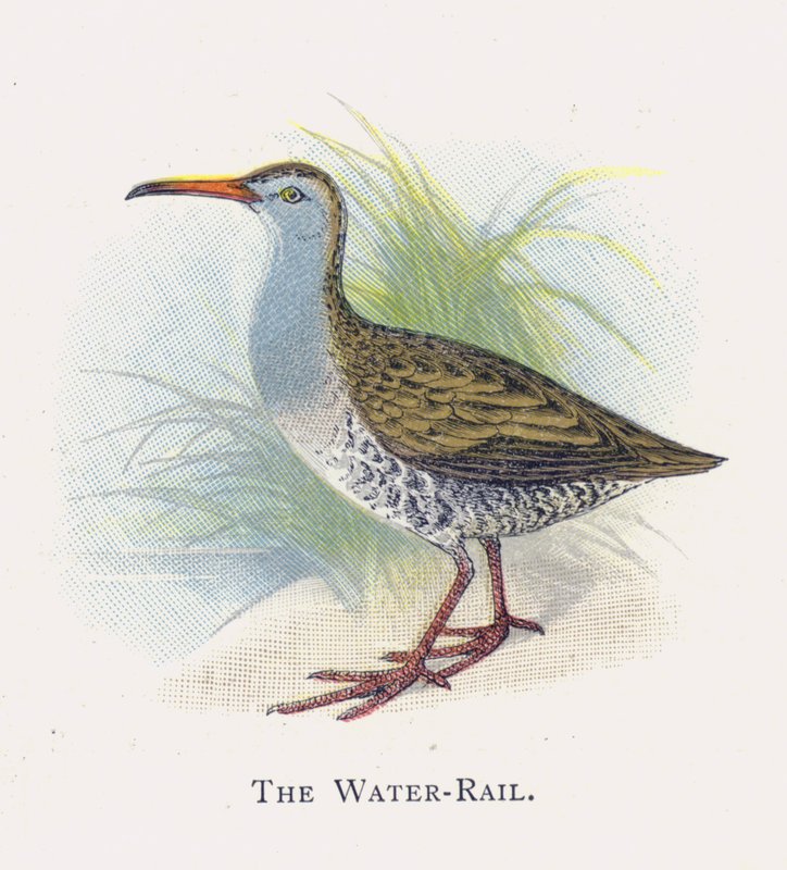 The Water-Rail de Alexander Francis Lydon