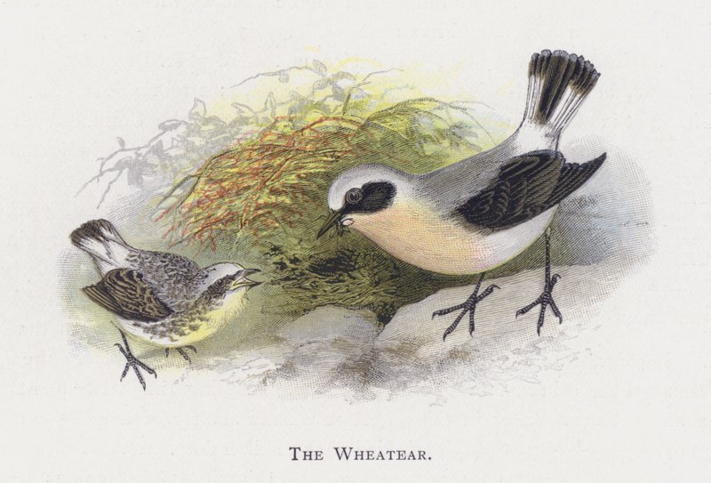 O Wheatear de Alexander Francis Lydon