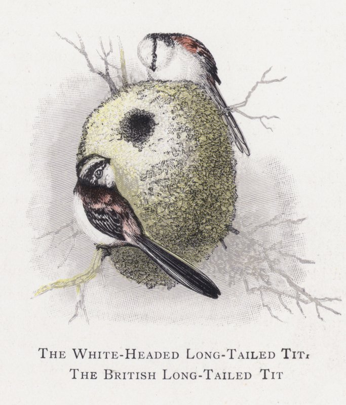 O Tit Long-Tailed Cabeça-de-cabeça-branca, O Tit Long-Tailed britânico de Alexander Francis Lydon