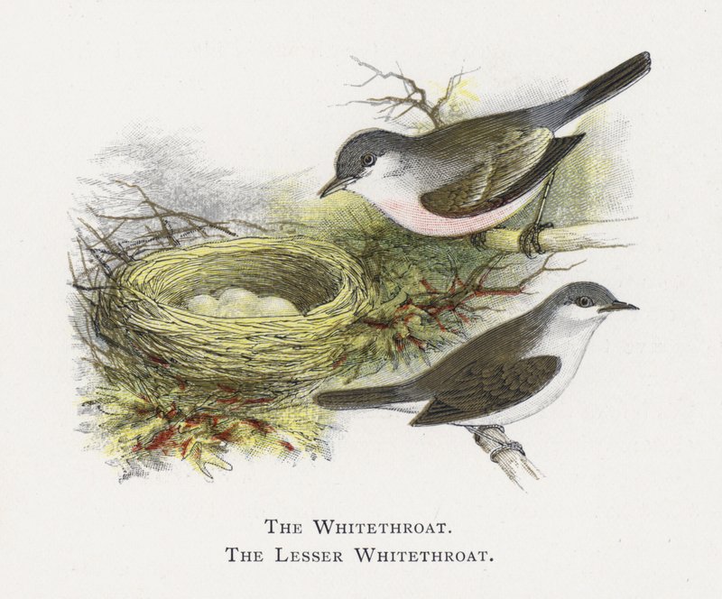 O Whitethroat, o menor Whitethroat de Alexander Francis Lydon