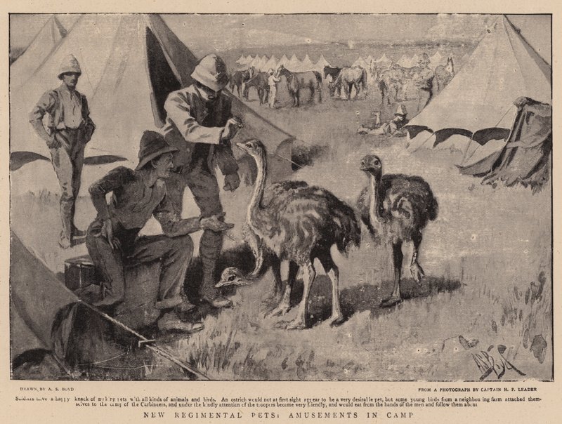 Novos animais de estimação regimental, divertimentos no acampamento de Alexander Stuart Boyd