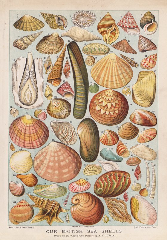 Conchas do mar britânicas (chromolitho) de Alexander Francis (after) Lydon