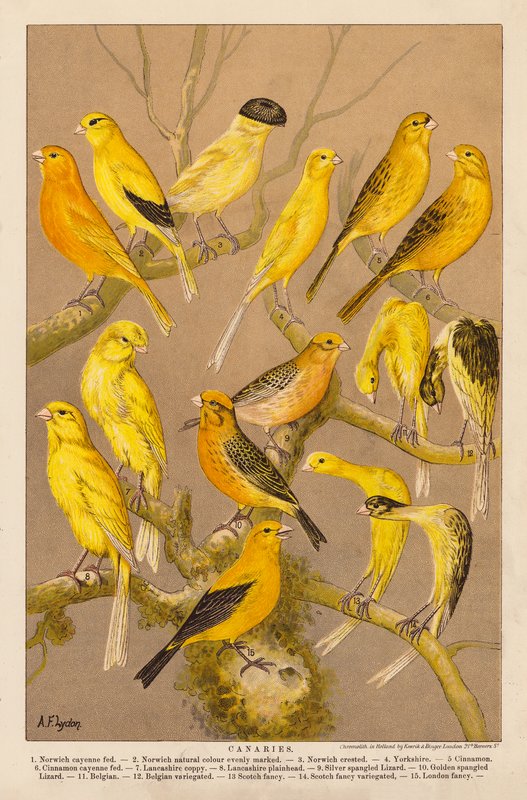 Canários (cromolitho) de Alexander Francis (after) Lydon