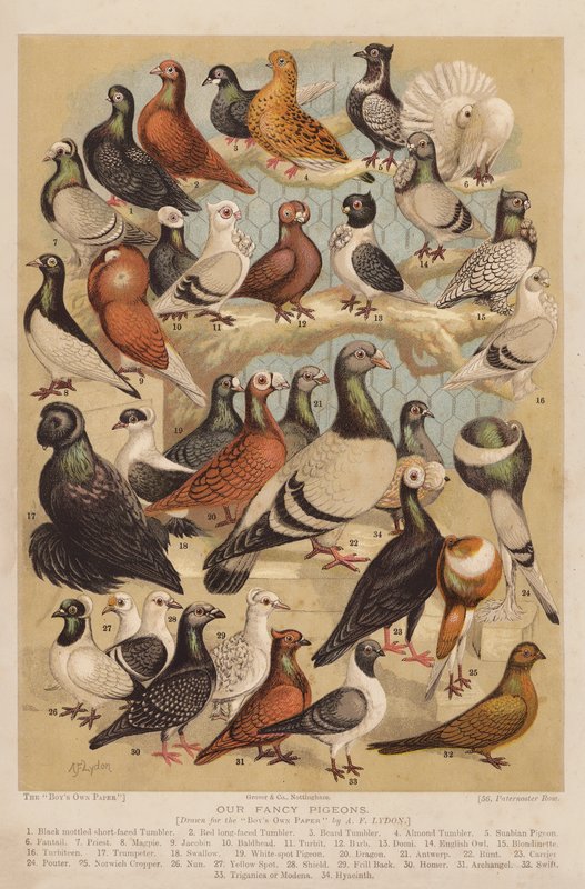 Pombos (cromolito) de Alexander Francis (after) Lydon