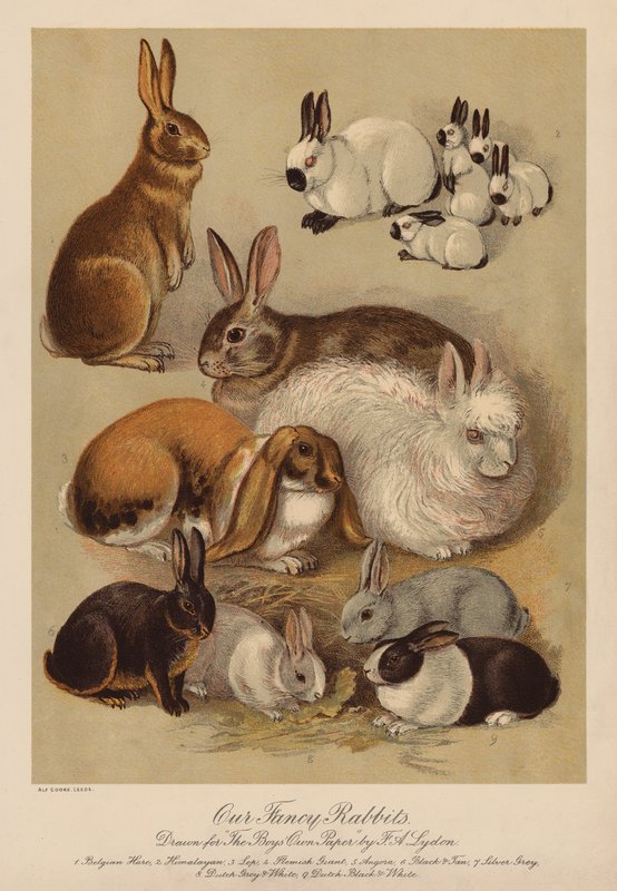 Coelhos (cromolito) de Alexander Francis (after) Lydon