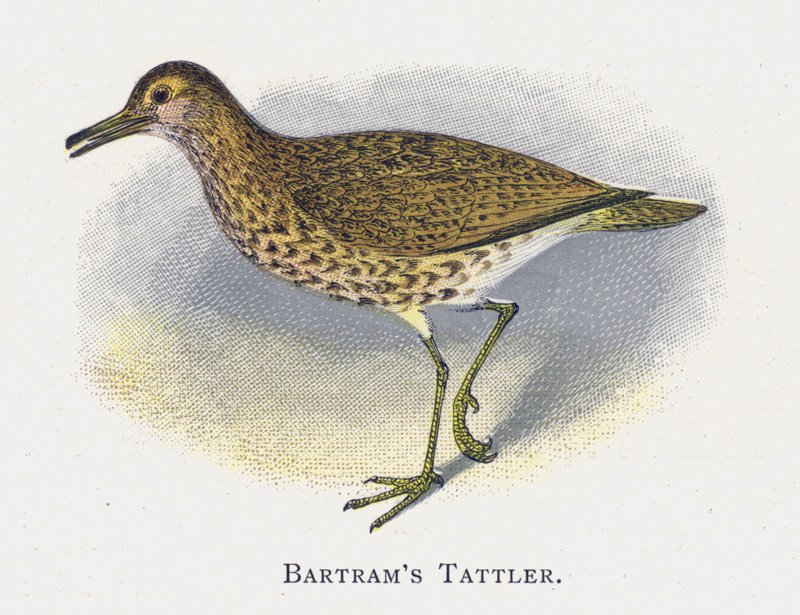 Batram Tattler de Alexander Francis Lydon