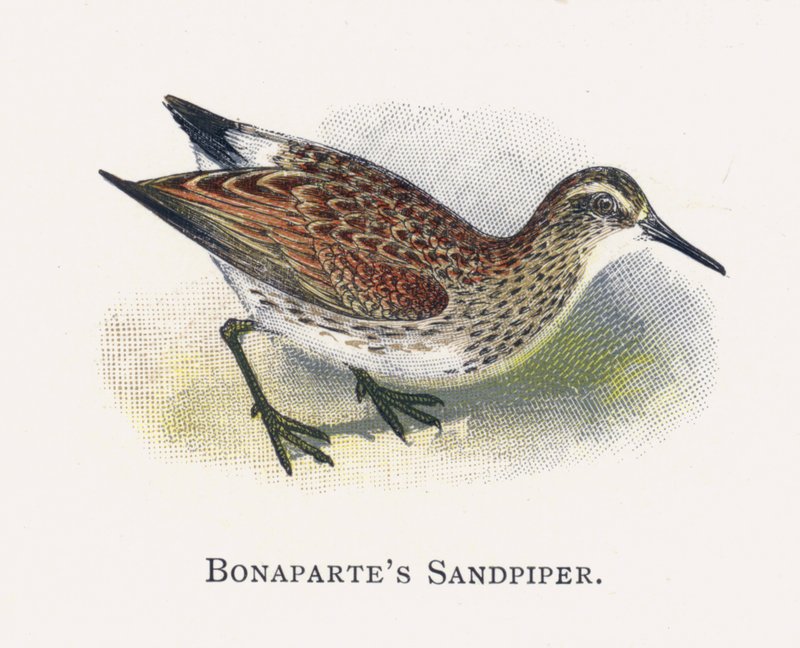 Bonapartes Sandpiper de Alexander Francis Lydon