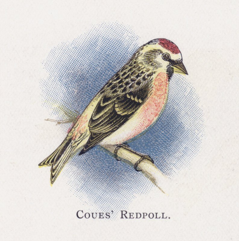 Coues Redpoll de Alexander Francis Lydon