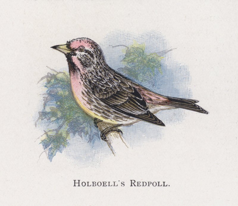 Holboells Redpoll de Alexander Francis Lydon