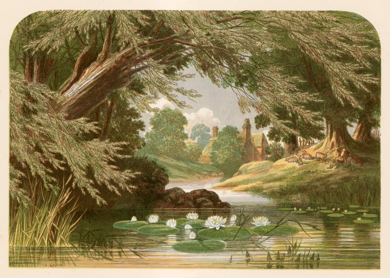 Ilustração para a senhora deputada Hemans para o lírio de água de Alexander Francis Lydon