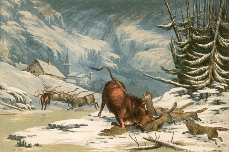 Ilustração para os lobos de Thomson no inverno de Alexander Francis Lydon