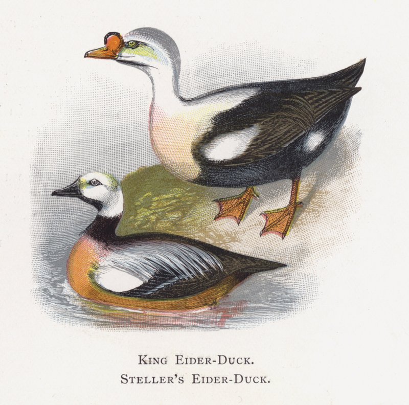 Rei Eider-Duck, Eider-Duck de Steller de Alexander Francis Lydon