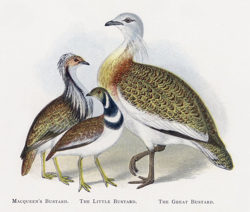 Abetarda Macqueens, Abetarda, Abetarda de Alexander Francis Lydon