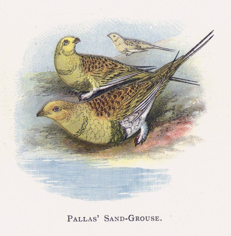 Pallas Sand-Grouse de Alexander Francis Lydon