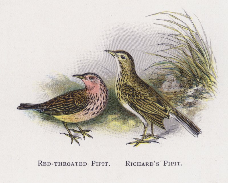 Pipit Vermelho-throated, Richards Pipit de Alexander Francis Lydon