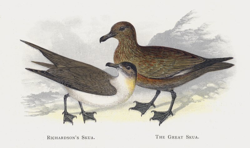 Richardsons Skua, o Grande Skua de Alexander Francis Lydon