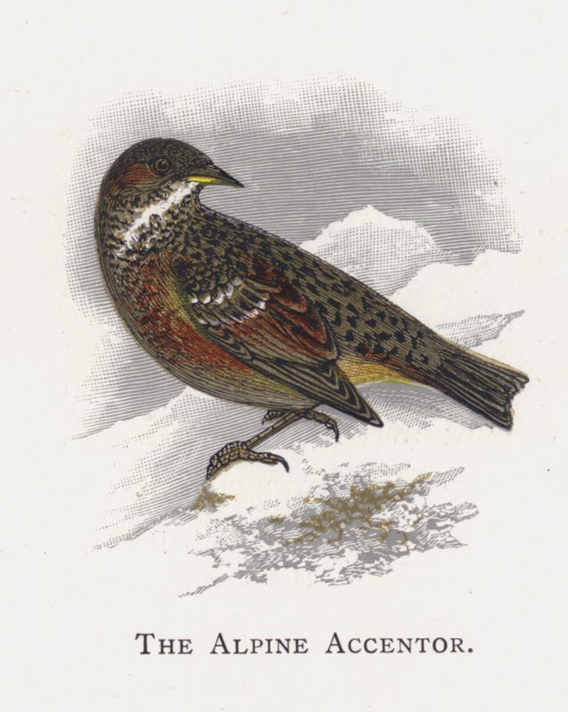 O Alpine Accentor de Alexander Francis Lydon