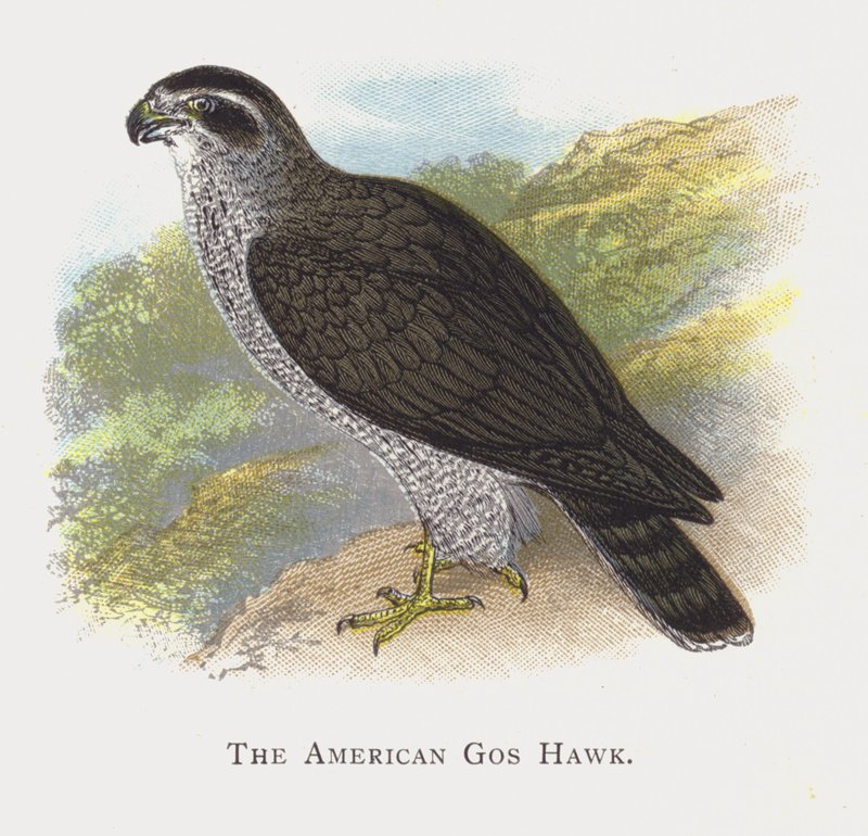O American Gos Hawk de Alexander Francis Lydon
