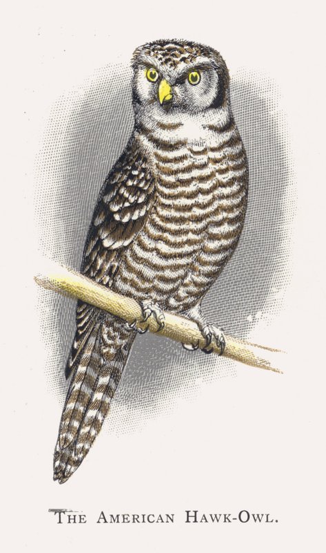 O falcão-coruja americano de Alexander Francis Lydon
