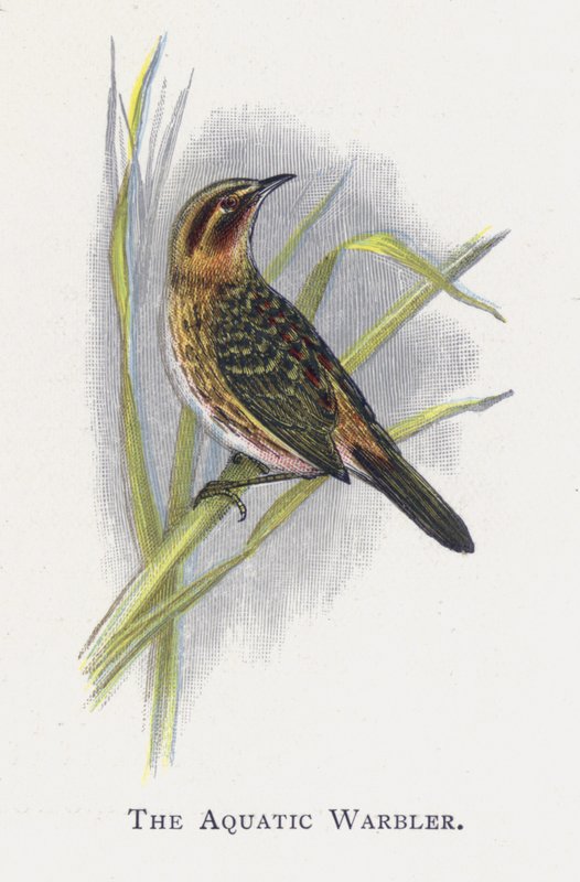 A toutinegra aquática de Alexander Francis Lydon