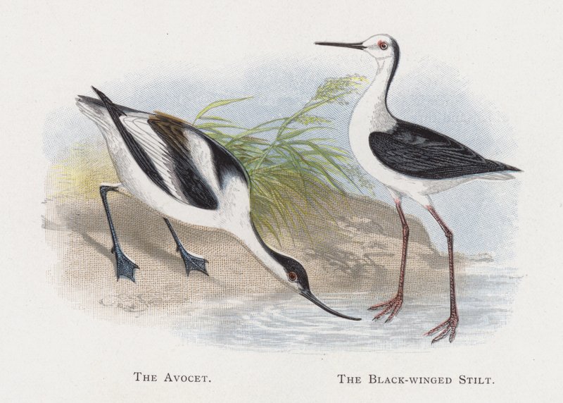 O Avocet, o Pernilongo Preto-voado de Alexander Francis Lydon