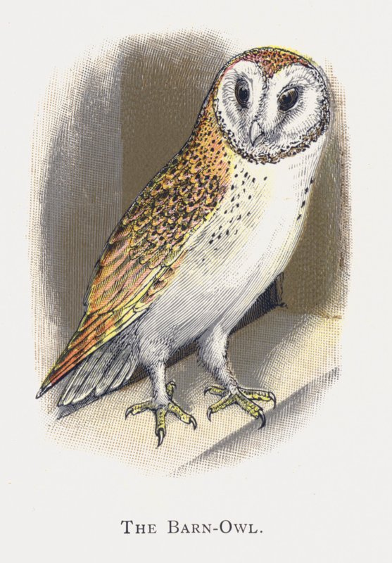 A coruja-de-celeiro de Alexander Francis Lydon