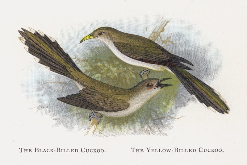 O cuco-de-bico-preto, o cuco-de-bico-amarelo de Alexander Francis Lydon