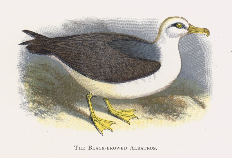 Os albatrozes de sobrancelhas negras de Alexander Francis Lydon