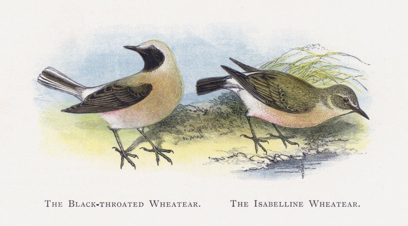 O Wheatear Preto-throated, O Wheatear Isabelline de Alexander Francis Lydon