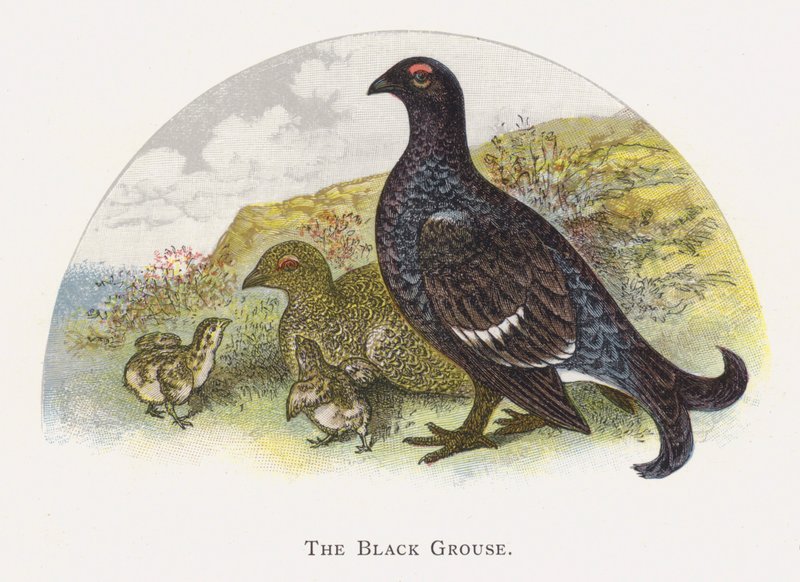 O galo negro de Alexander Francis Lydon