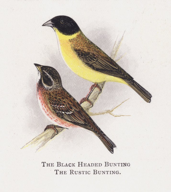 A estamenha de cabeça negra, The Rustic Bunting de Alexander Francis Lydon