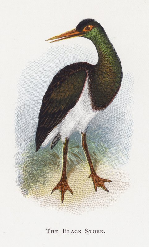 A cegonha-preta de Alexander Francis Lydon